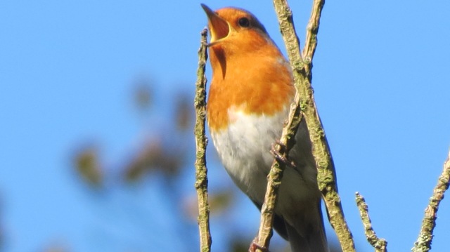 Robin singing in the Rowan Tree © bevdunne